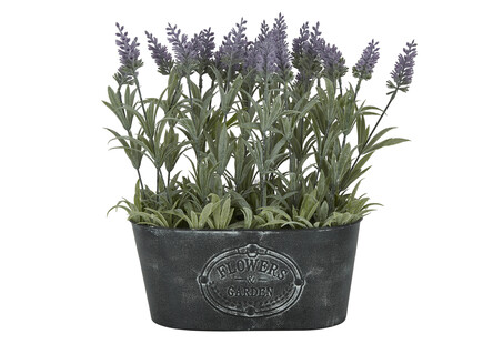 TK Maxx lawenda w ozdobnej doniczce 79.99zl