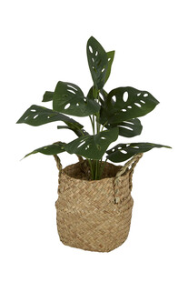 TK Maxx sztuczna roslina 74.99PLN