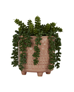 TK Maxx roslina w ozdobnej doniczce 84.99zl