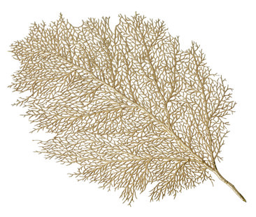 Podkladka w ksztalcie liscia